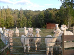 alpaca sitting 2